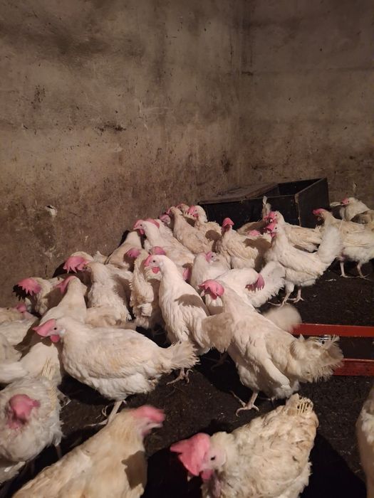 Продам куры несушка