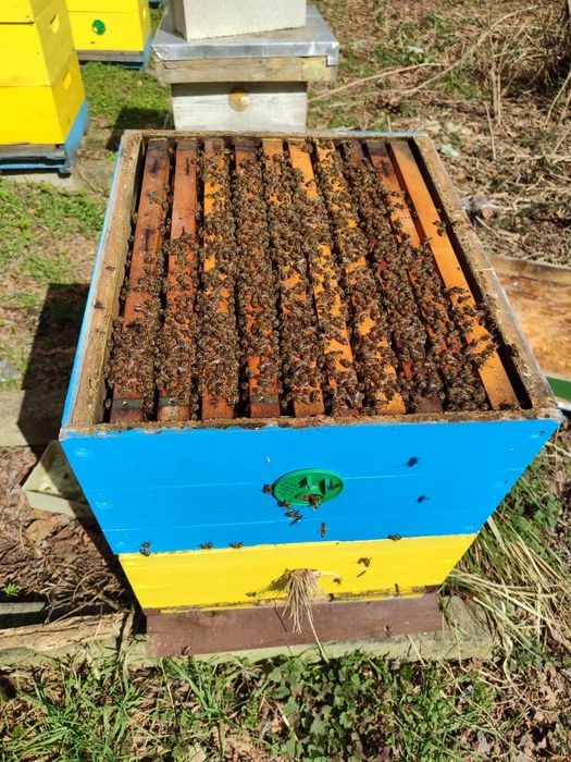 Пчелни семейства без кошери