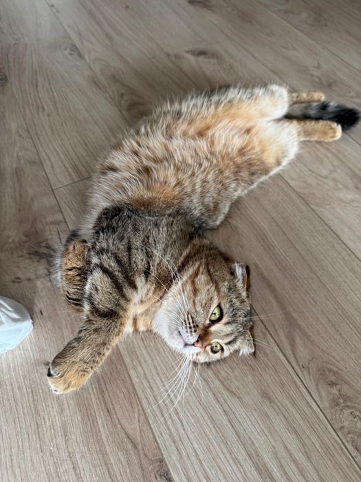 Шотландская кошечка