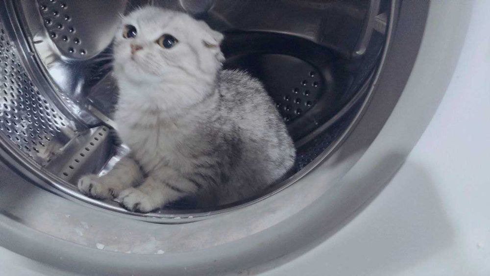 Продам котенка девочку