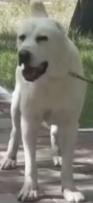 Предлагаю для вязки кобелей САО