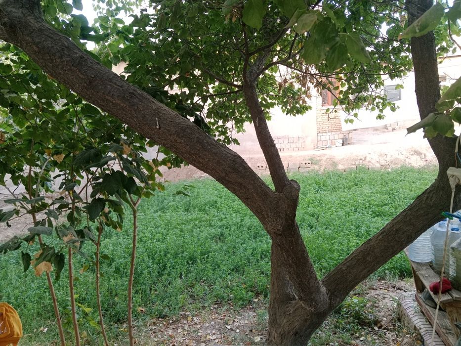 Срочна сотилади ховли уй