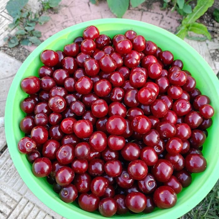 Вишня Дачная, сладкая