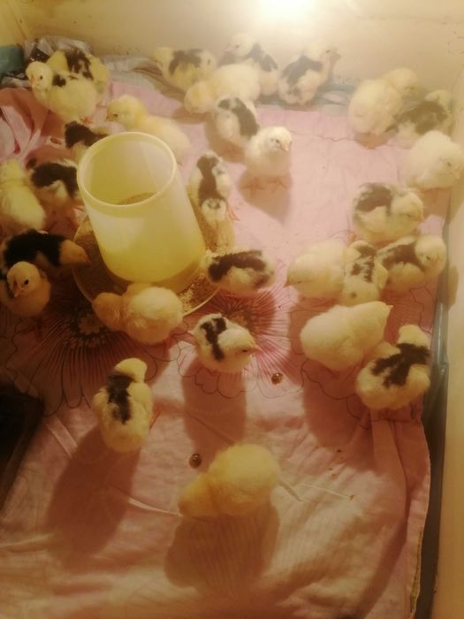 Продам цыплят...