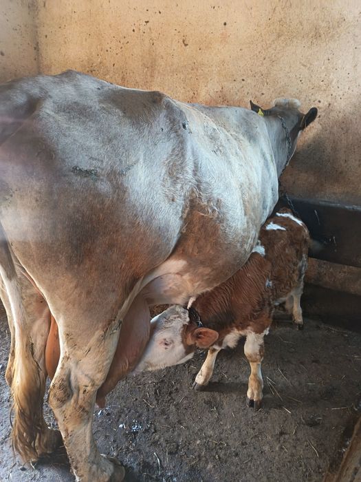 Vaca Bălțata Romaneasca