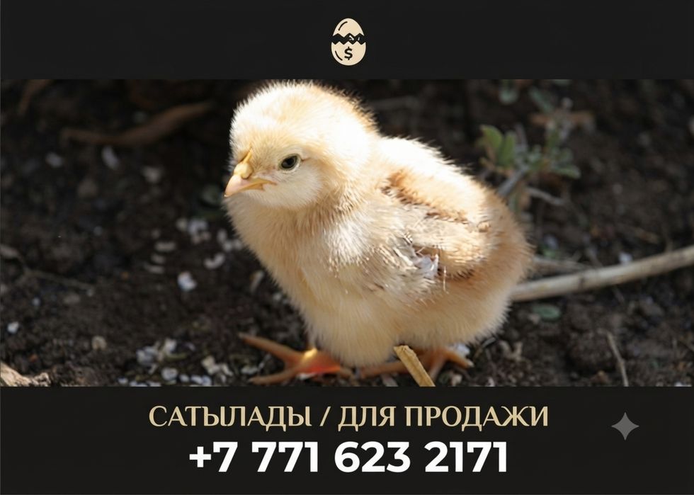 Балапандар бар алам деушілер хабарласын