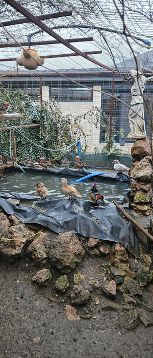 Rațe caroline și mandarine