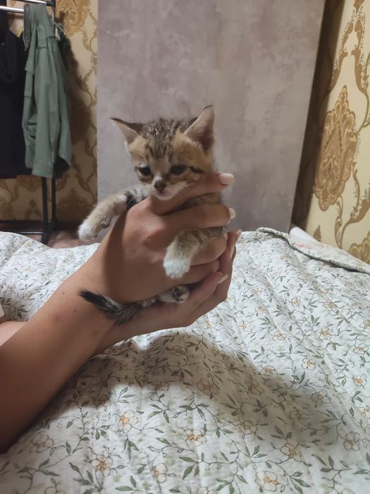Отдам котенка срочно