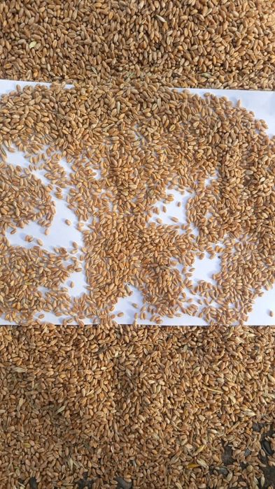 Пшеница Ячмень есть г.Уральск