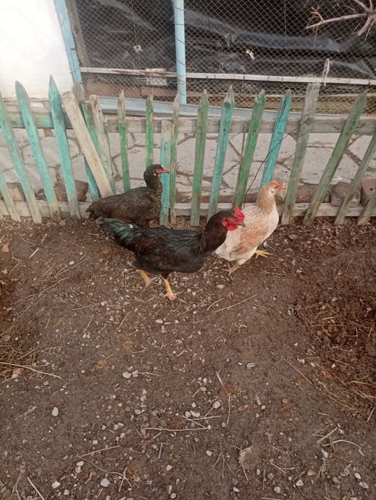 Срочно продам дакан