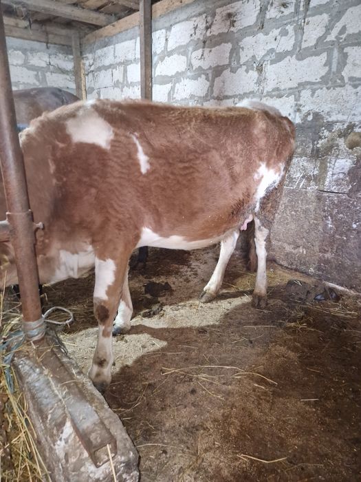 Vacă la al 2-lea vițel