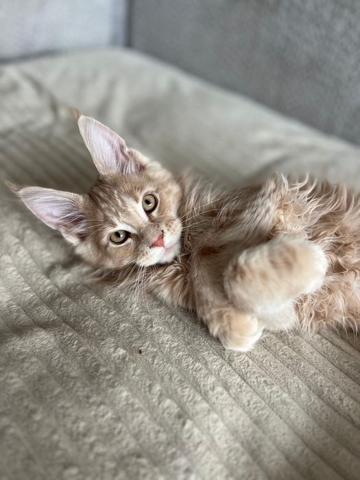 Мейн кун котенок