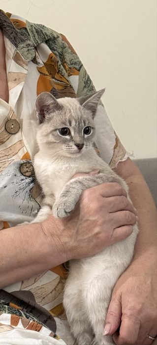 Отдам котенка в добрые руки