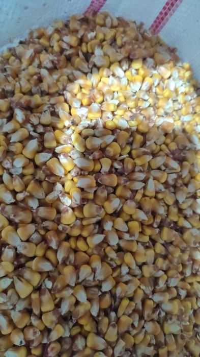 Porumb grăunte 2025