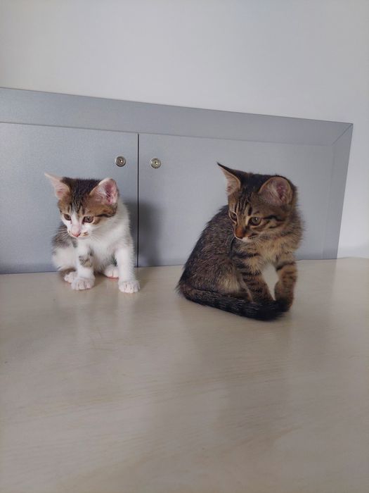 Котенок мальчик Ташкент