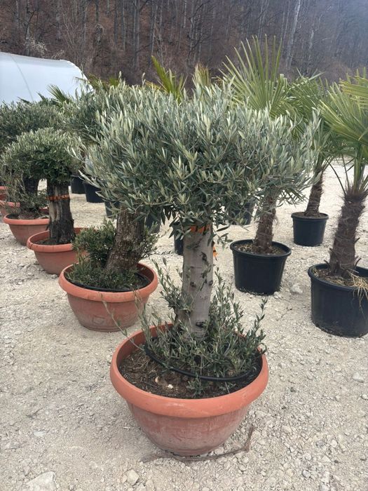 Măslini bonsai ,seculari