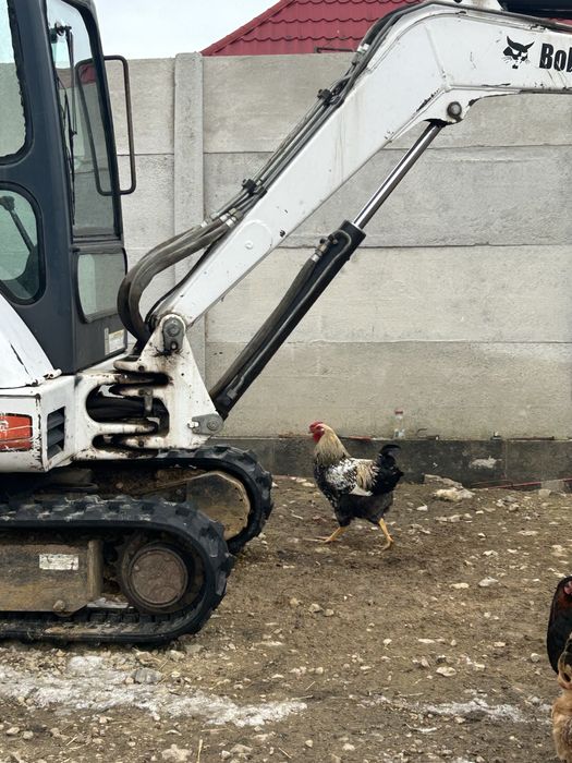 Cocosi de vanzare 2025