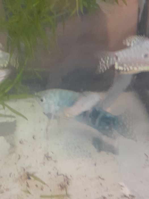 Аквариумные рыбки