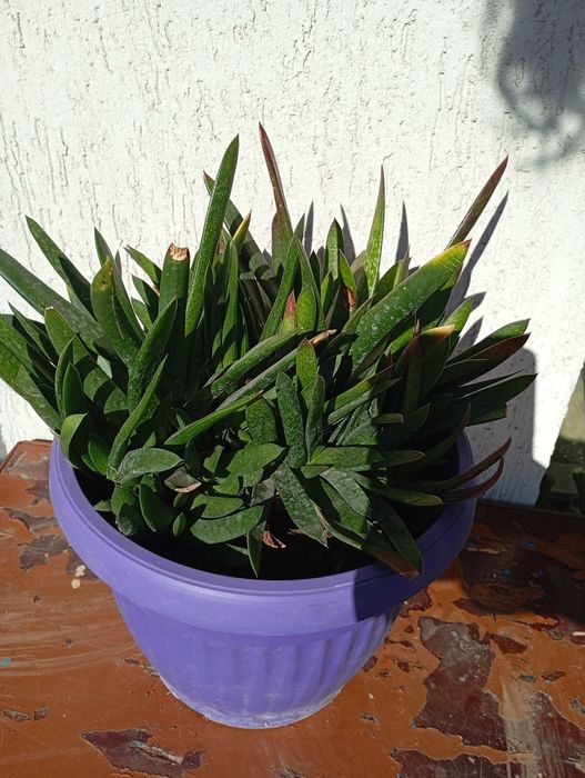 Домашни Отглеждани Цветя Алое Вера,Кактуси и други.