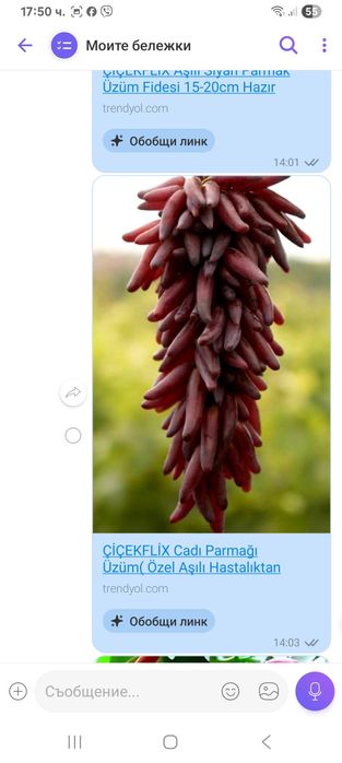 Десертен сорт грозде сорт Вещични пръсти