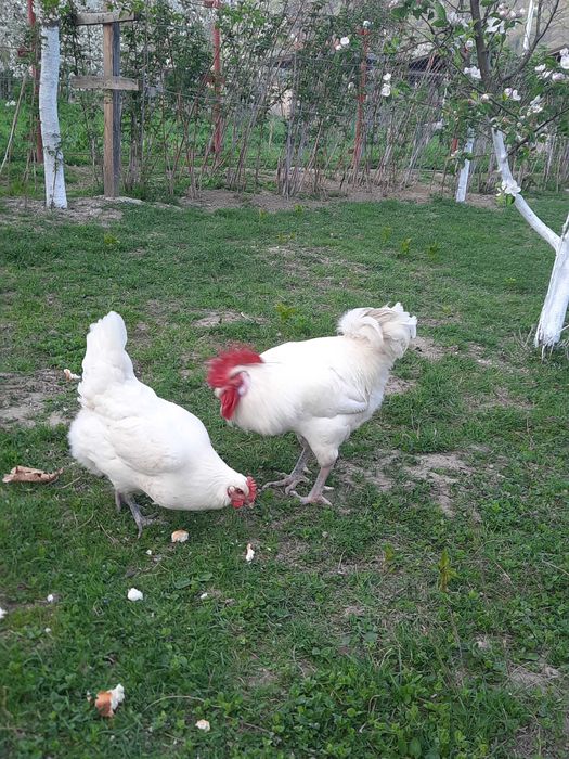Vand oua de LaBresse pentru incubat
