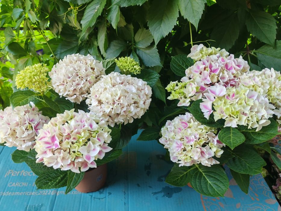 В продаже есть цветы.
