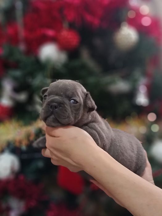 Французские бульдоги разного окраса