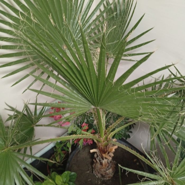 Gul sotiladi. Kami bor