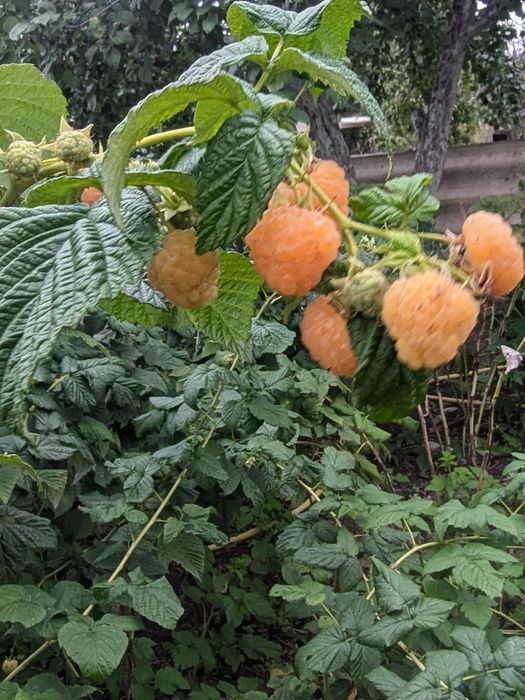 Малина Желтый гигант