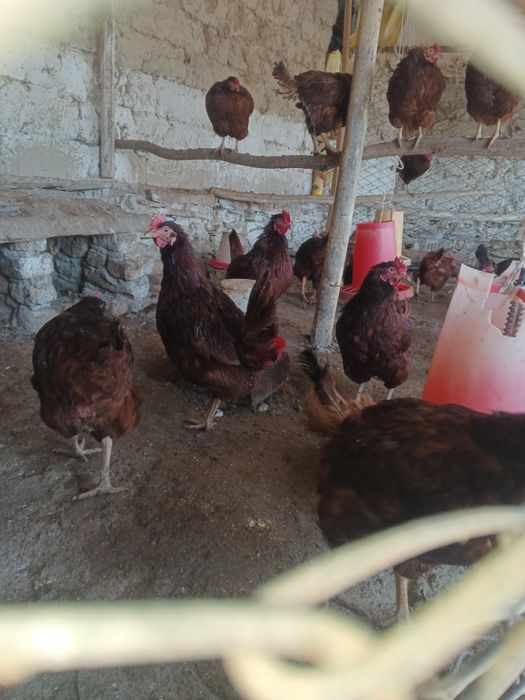 инкубационные яйца кур. порода ломан браун