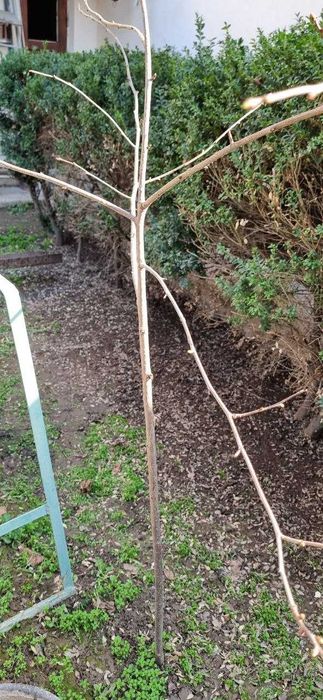 Самшит вечно зелёный, деревца шпанки. Продаю.