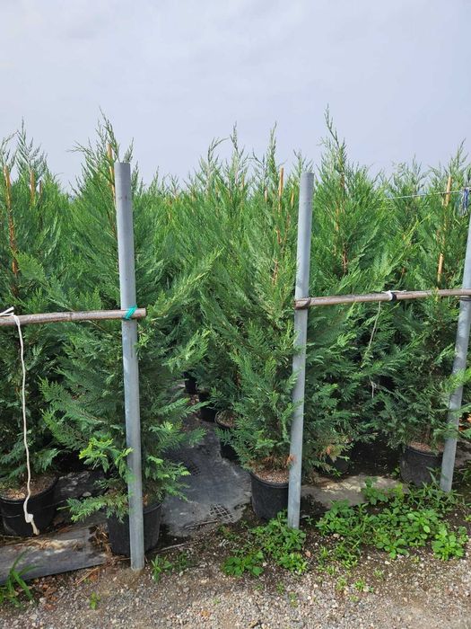 Cupressocyparis Leylandii