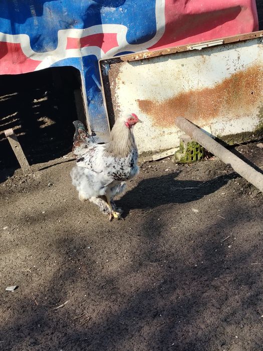 Schimb cocoși pe puici,gaini