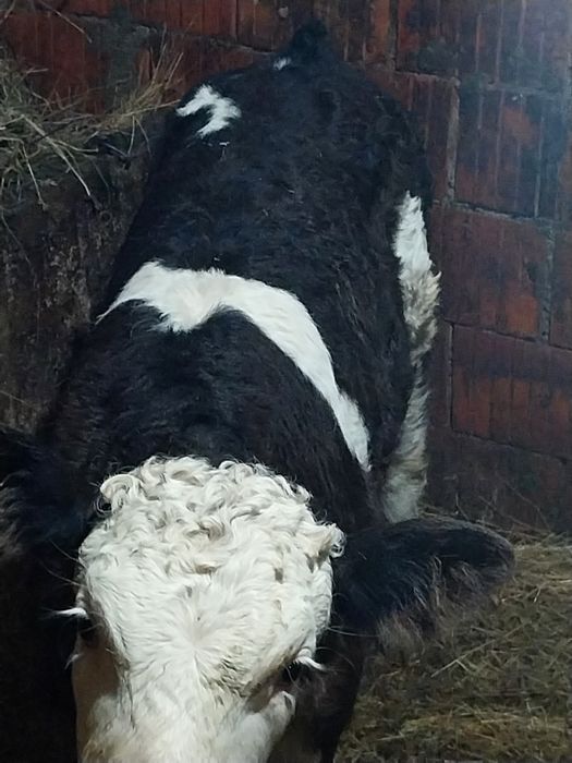 Vând vitei belga și baltat