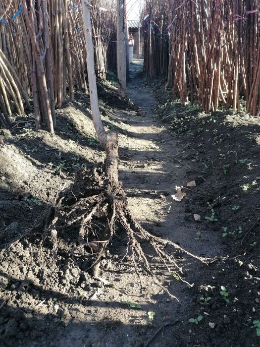 Pomi fructiferi certificati