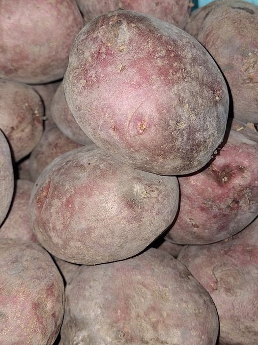 Продам дачный картофель