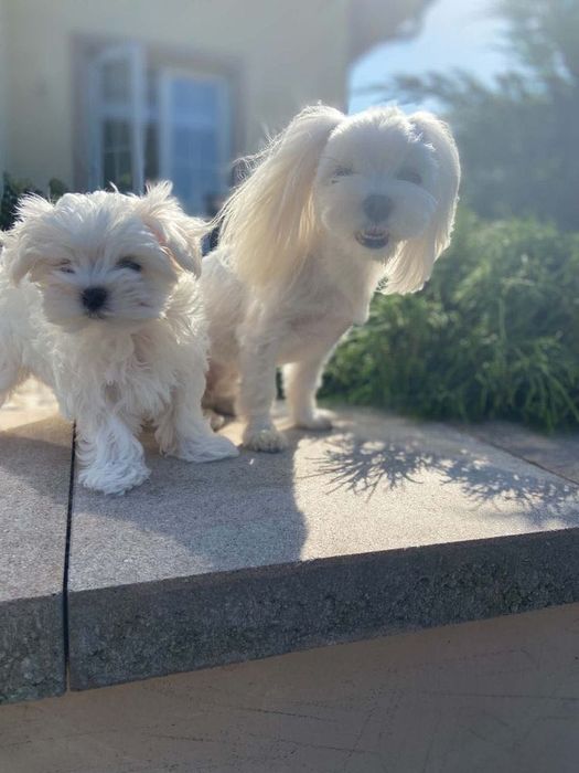 Bichon maltez talie mică