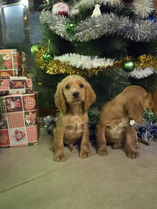 Чистокръвни Кокер Шпаньоли