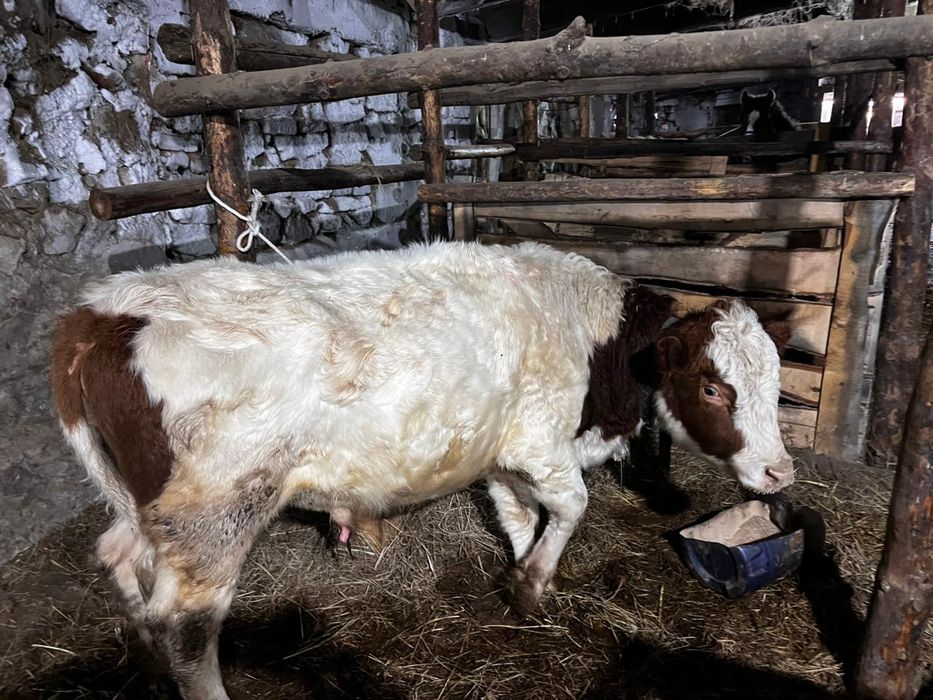 Продам быка симментальской породы