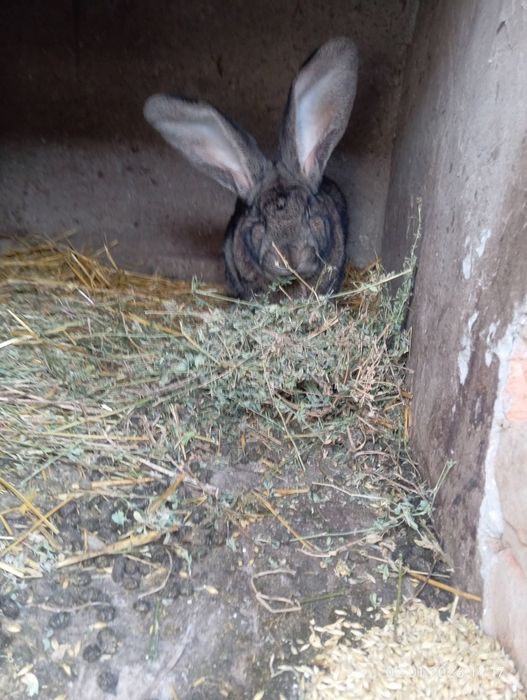 Iepuroi Urias german 8 kg 1 an si 4 luni mai multe detalii in privat