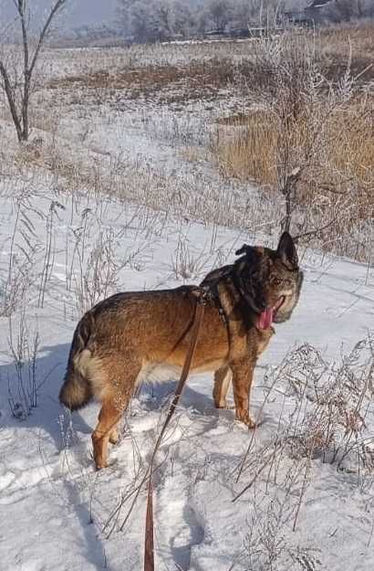 Ищем дом и своего человека