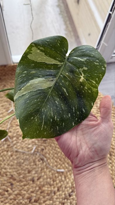 Продам монстера Тайское созвездие