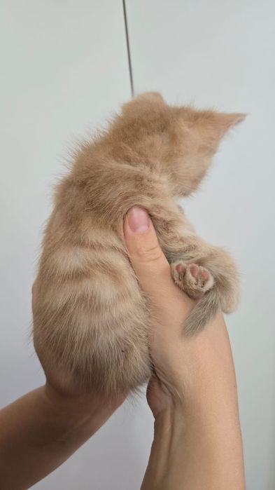Продаю котят Мейн куна
