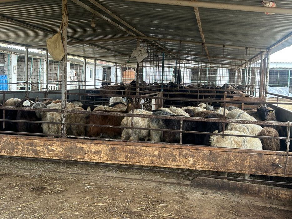 Ешкілер сатылады