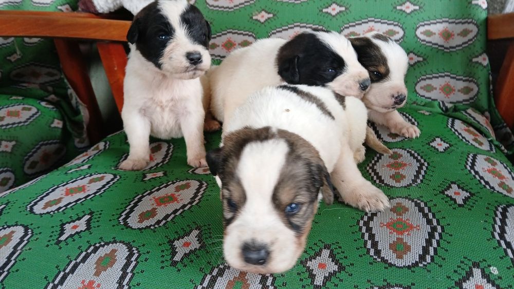 Catei ciobănești Ormindea • OLX.ro