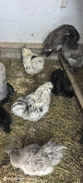 Matase japoneză 1+1 sau cocoși