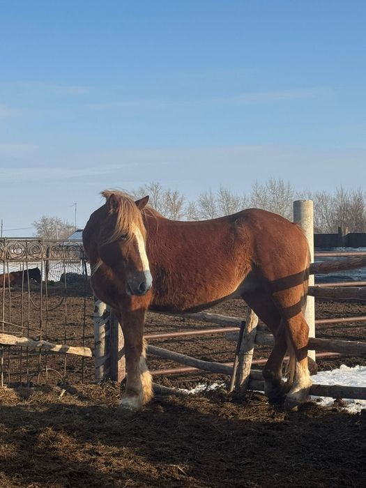 Продам кобылу полу тяж