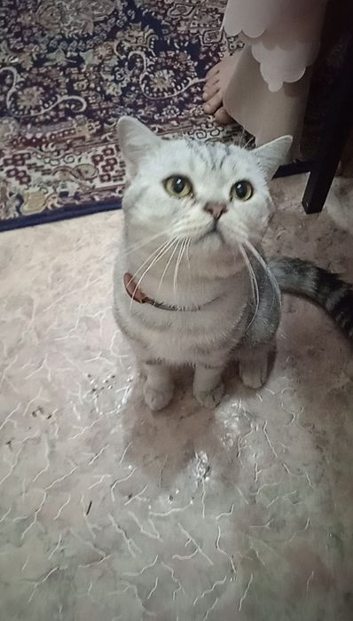 Кот на вязку срочно