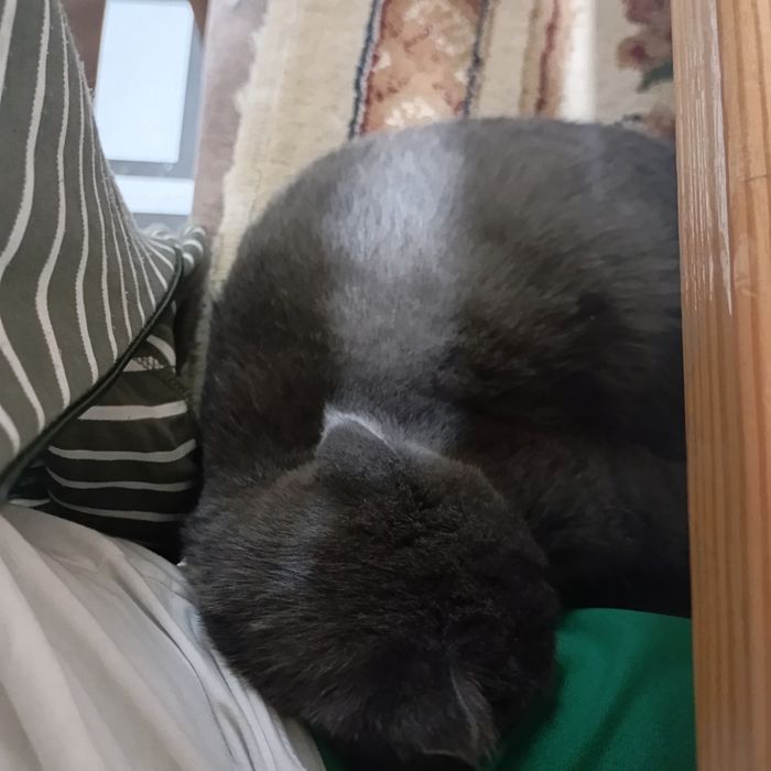 кот веслаухий  домашний