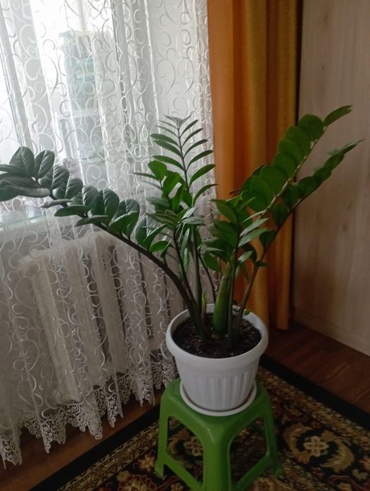 Продается замиокулькас